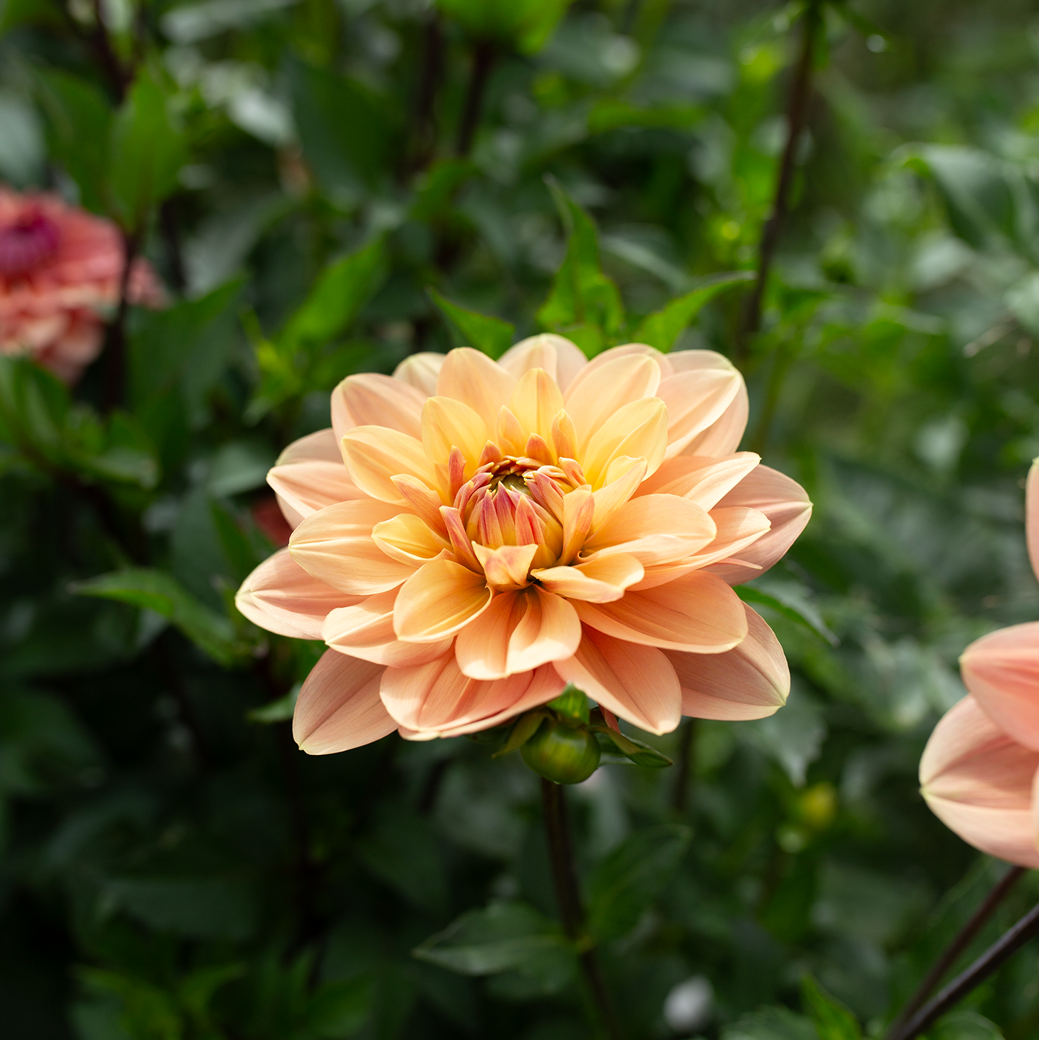 Dahlia 'My Forever'