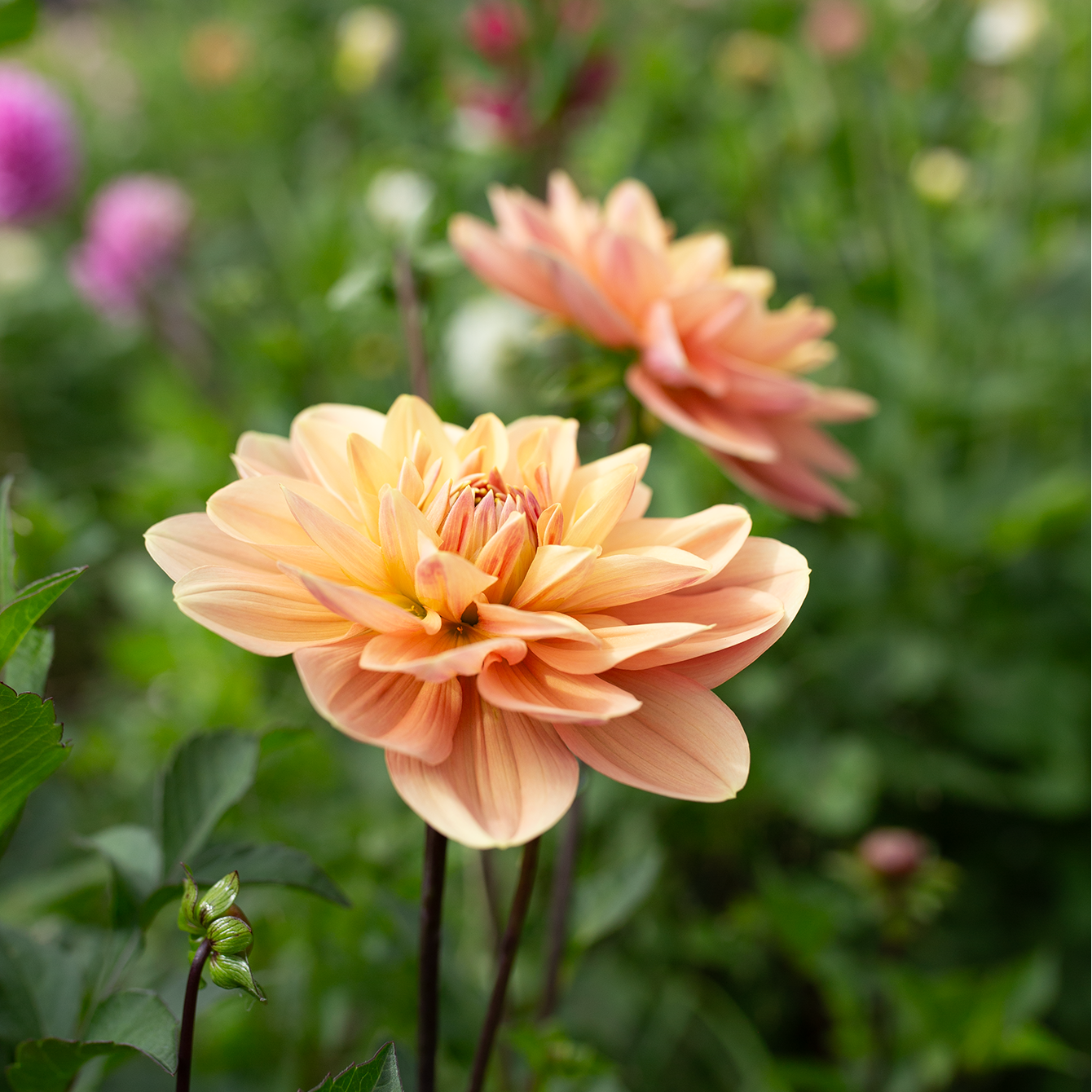 Dahlia 'My Forever'