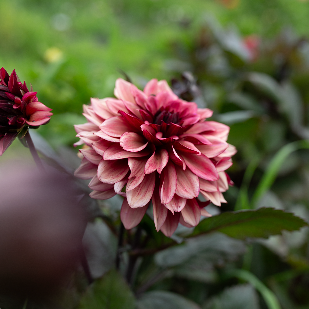 Dahlia 'Night Silence'