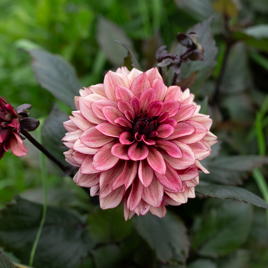 Dahlia 'Night Silence'