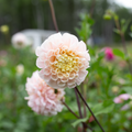 Dahlia 'Opal'
