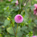 Dahlia 'Ping Pong'