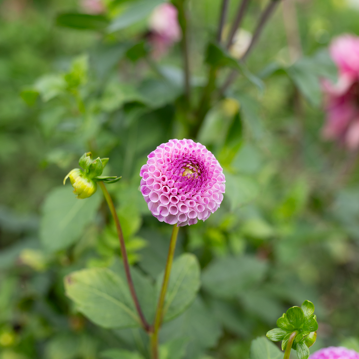Dahlia 'Ping Pong'