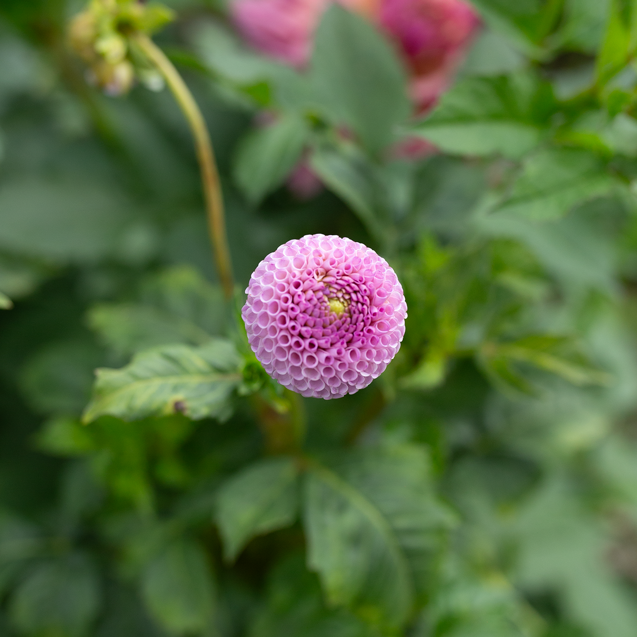 Dahlia 'Ping Pong'