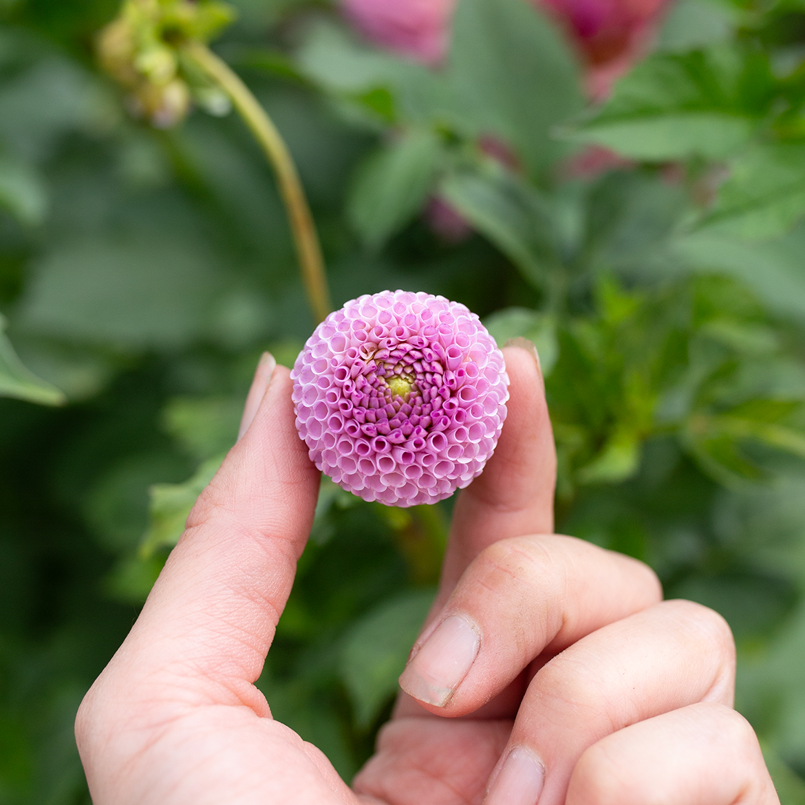 Dahlia 'Ping Pong'
