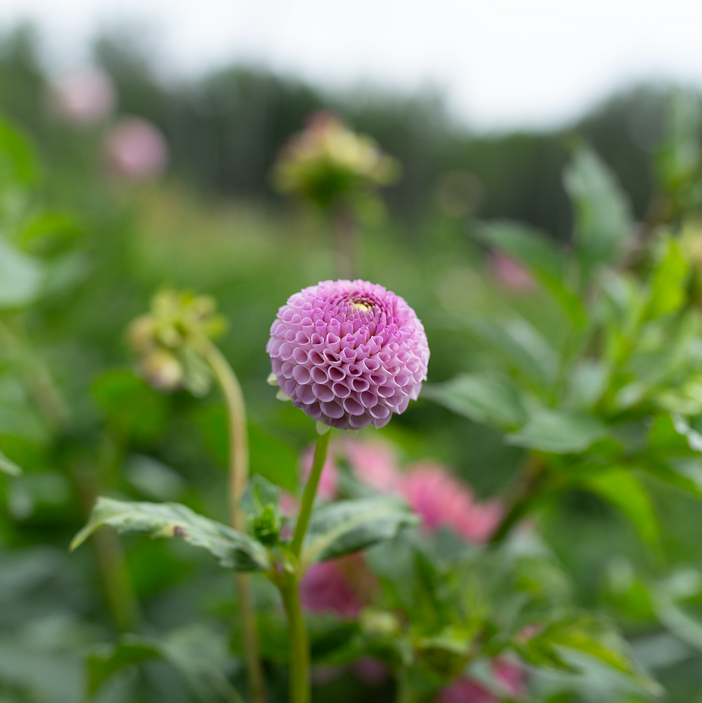Dahlia 'Ping Pong'