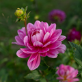 Dahlia 'Pink Martini'