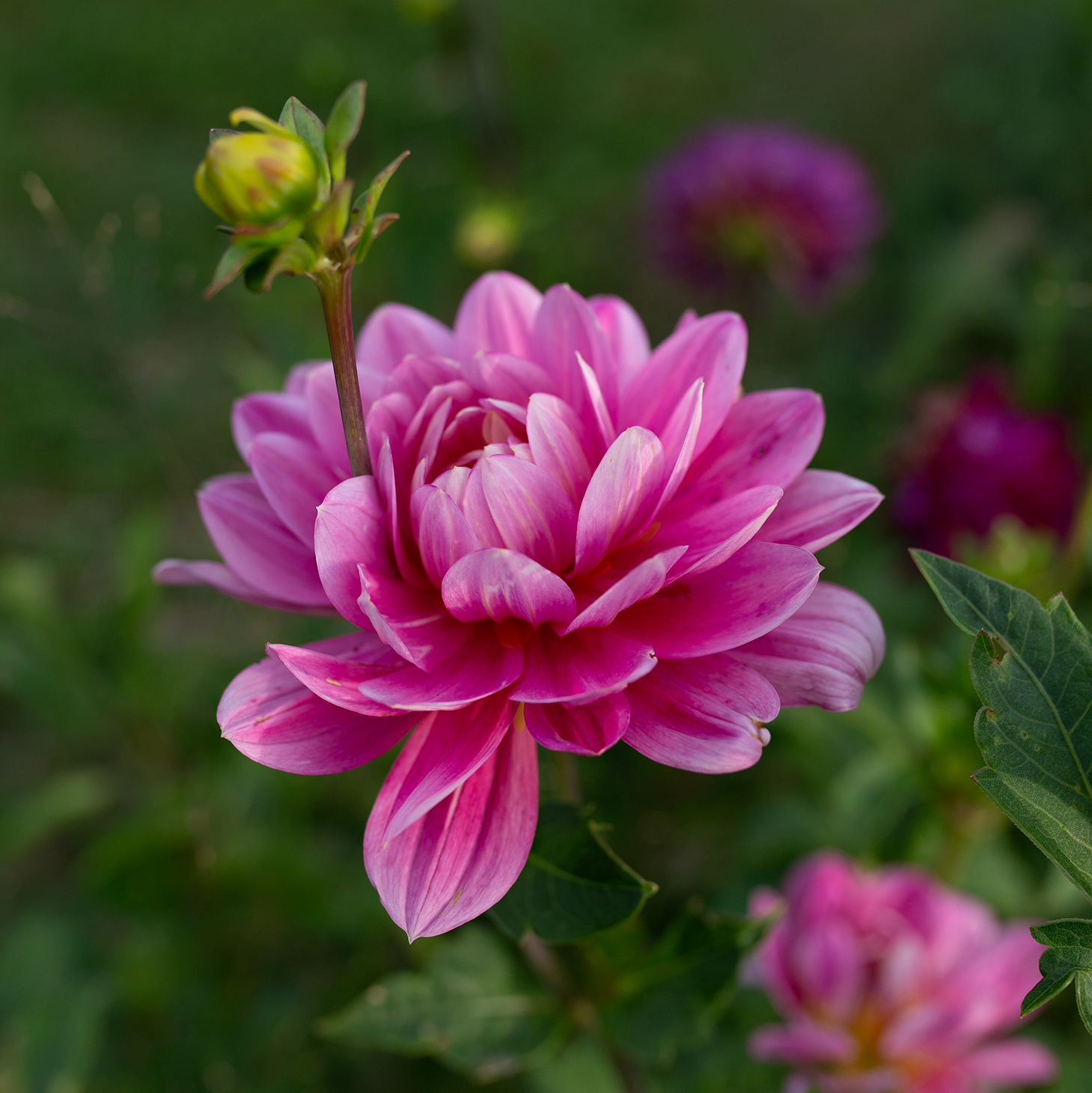 Dahlia 'Pink Martini'
