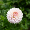 Dahlia 'Pink Silk'