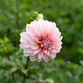 Dahlia 'RM Babygirl'