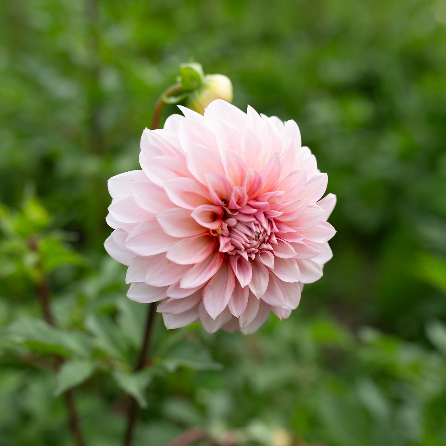 Dahlia 'RM Babygirl'