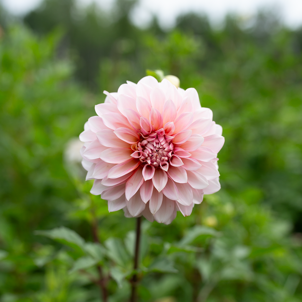 Dahlia 'RM Babygirl'