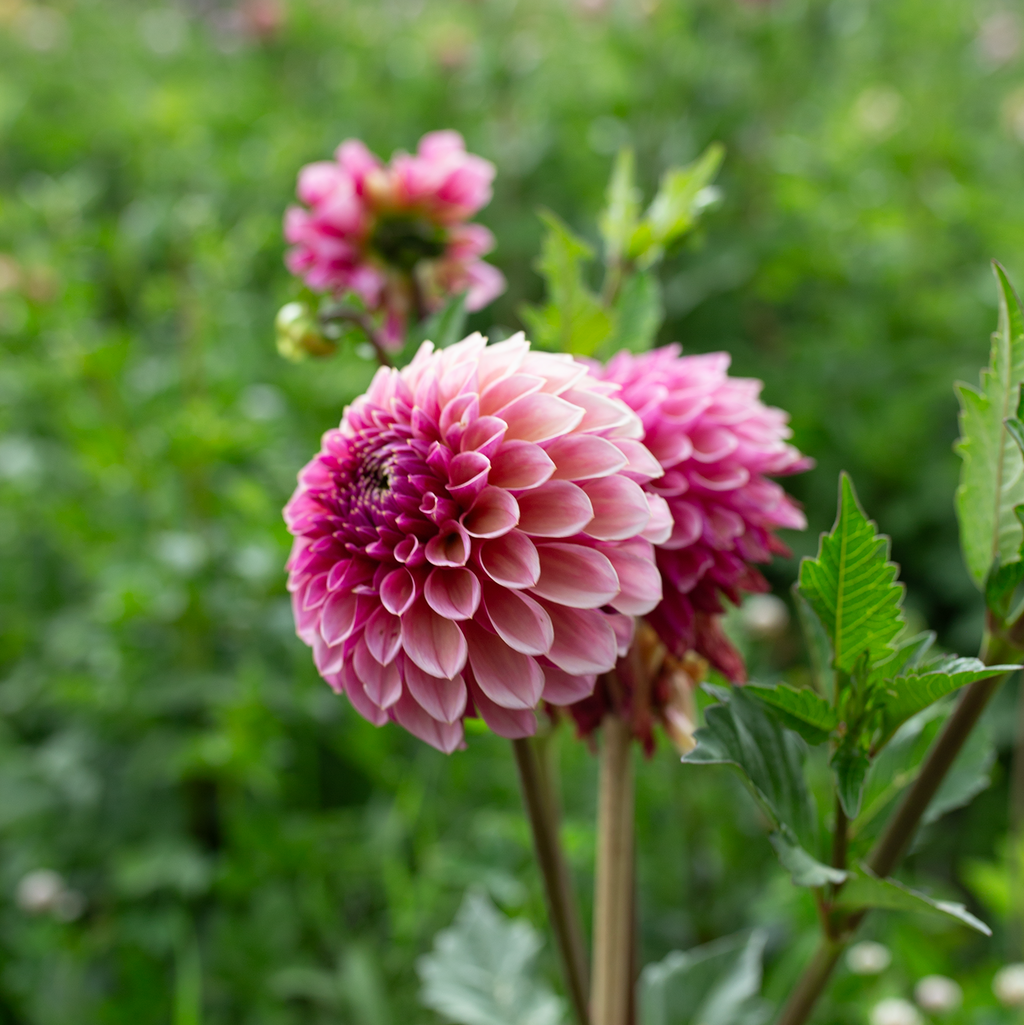 Dahlia 'RM Berry Kiss'