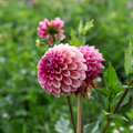 Dahlia 'RM Berry Kiss'