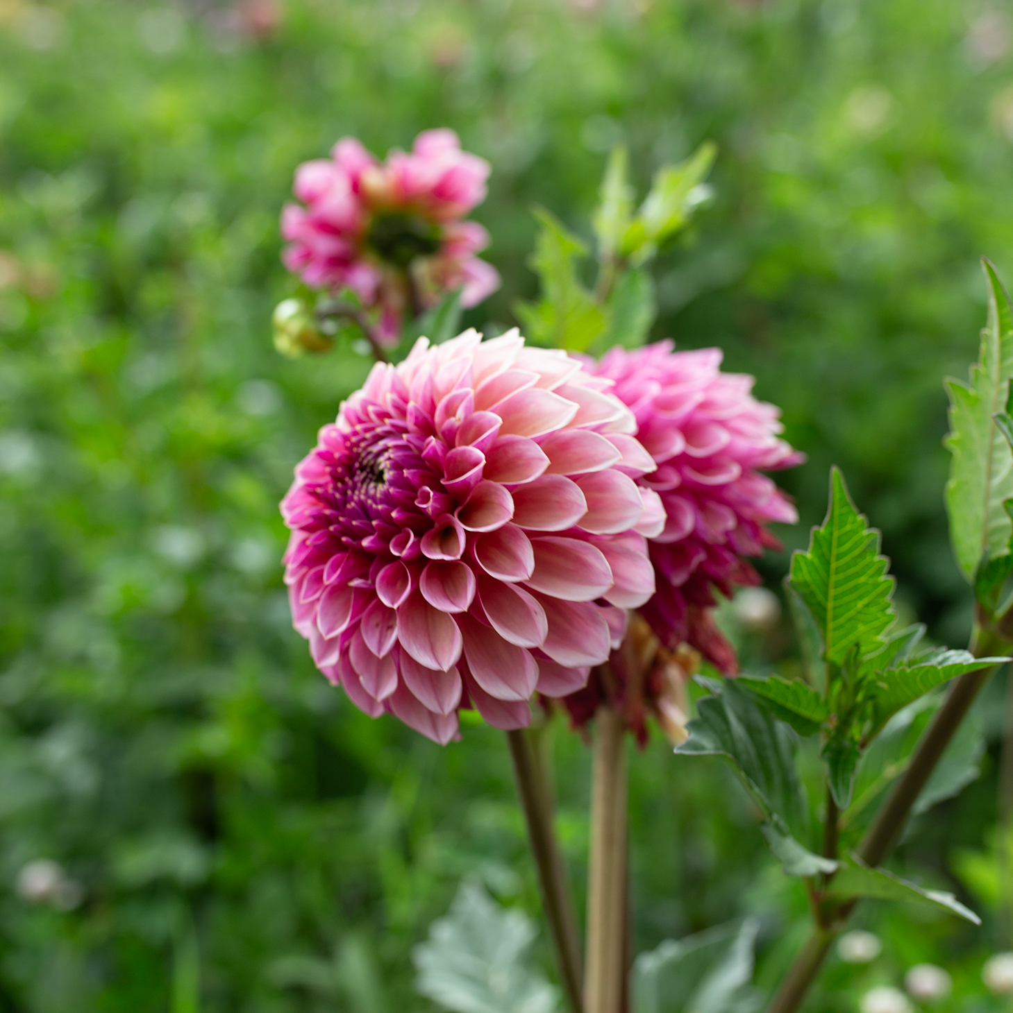 Dahlia 'RM Berry Kiss'