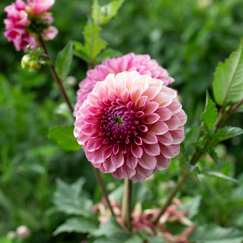 Dahlia 'RM Berry Kiss'