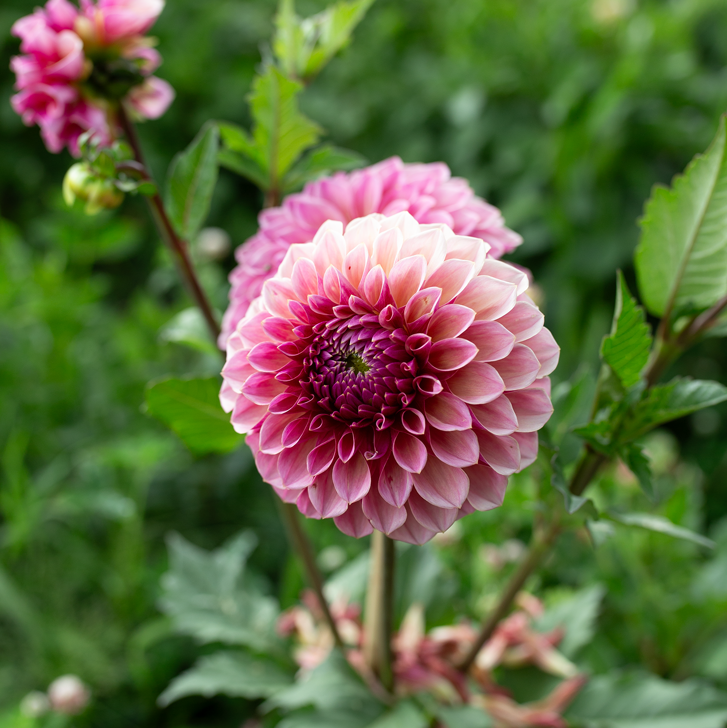 Dahlia 'RM Berry Kiss'