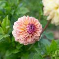 Dahlia 'RM Summer Haze'