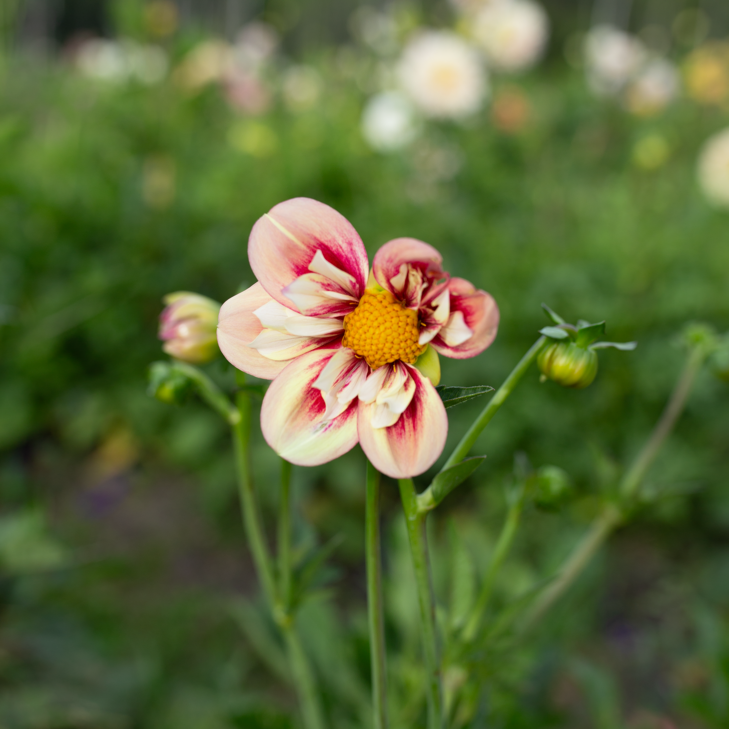 Dahlia 'Rhubarb & Custard'