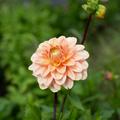 Dahlia 'Rosario'