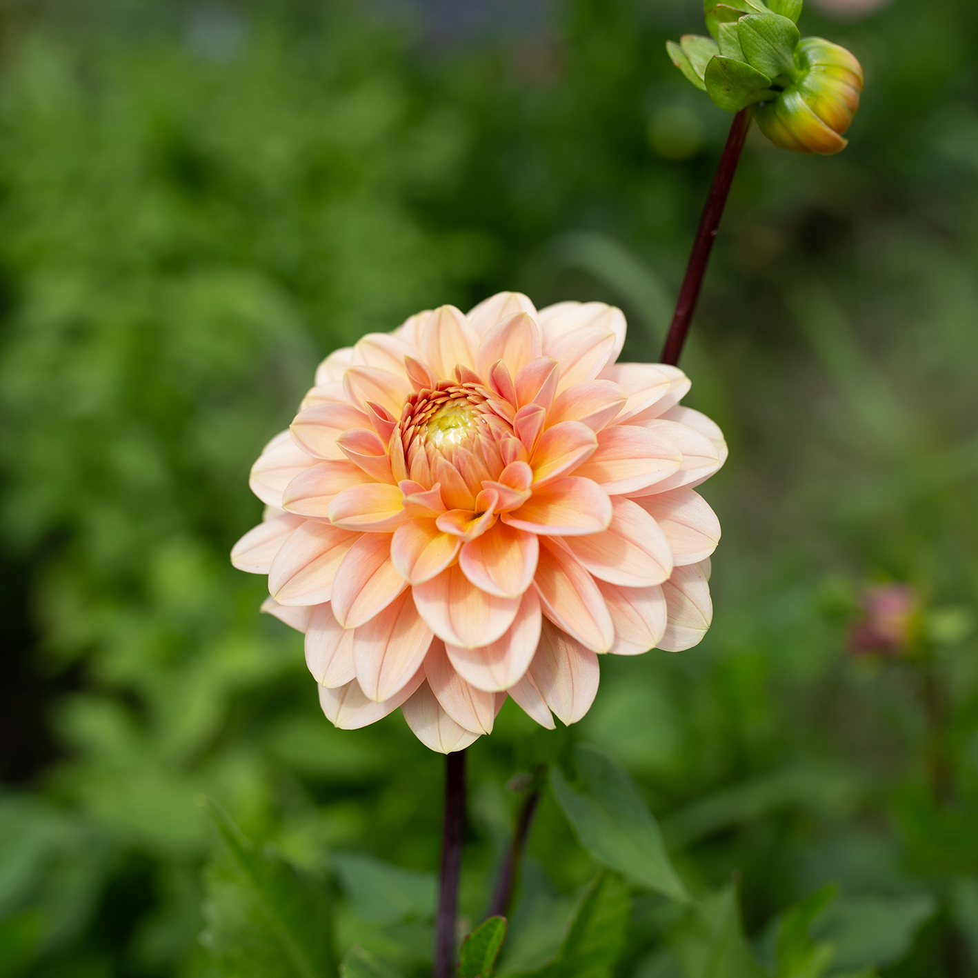Dahlia 'Rosario'