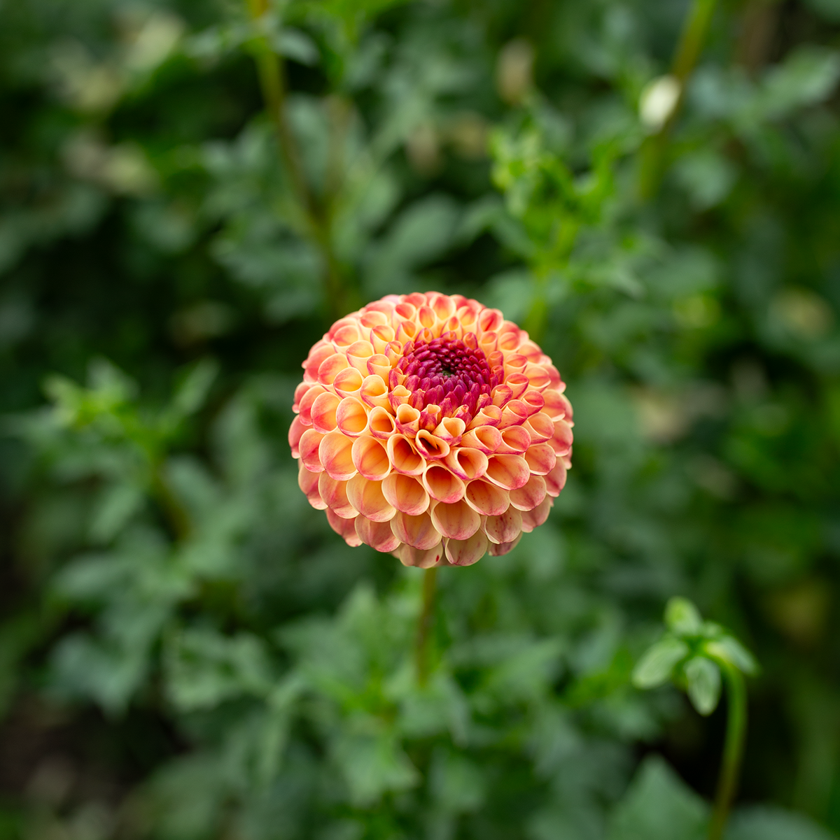 Dahlia 'Rosemary Dawn'