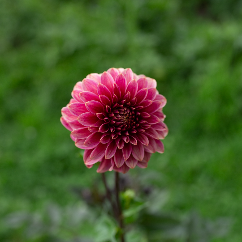 Dahlia 'Rosie Jo'