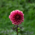 Dahlia 'Rosie Jo'