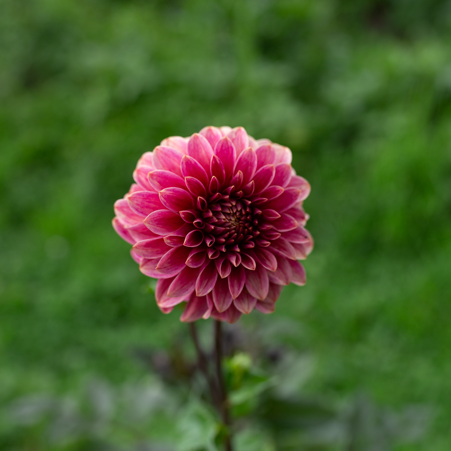 Dahlia 'Rosie Jo'