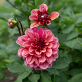 Dahlia 'Skeena Jake'