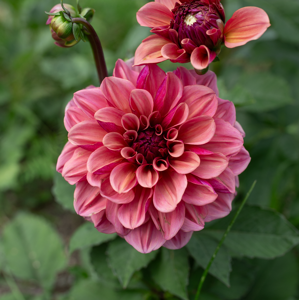 Dahlia 'Skeena Jake'