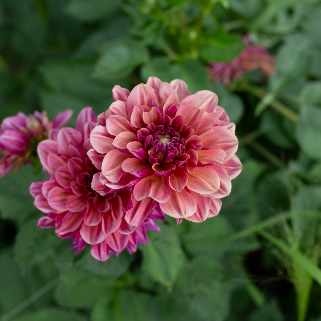 Dahlia 'Skeena Jake'
