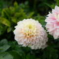 Dahlia 'Staburadze'
