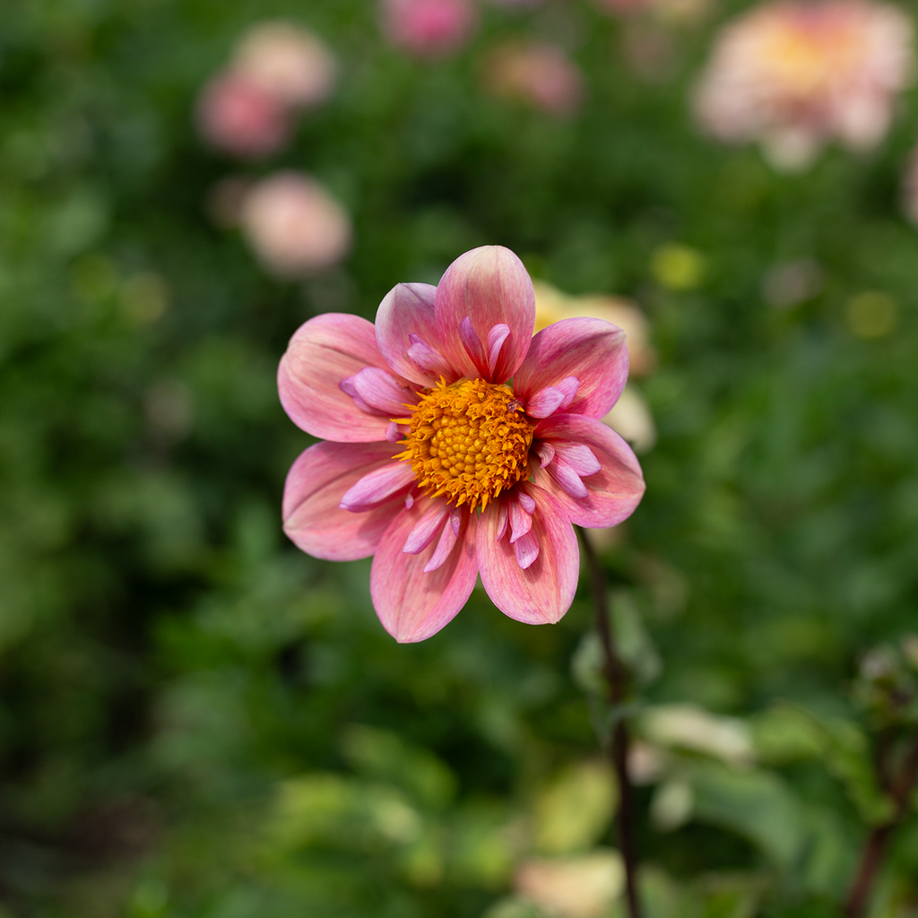 Dahlia 'Strawberry Bon Bon'