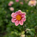 Dahlia 'Strawberry Bon Bon'