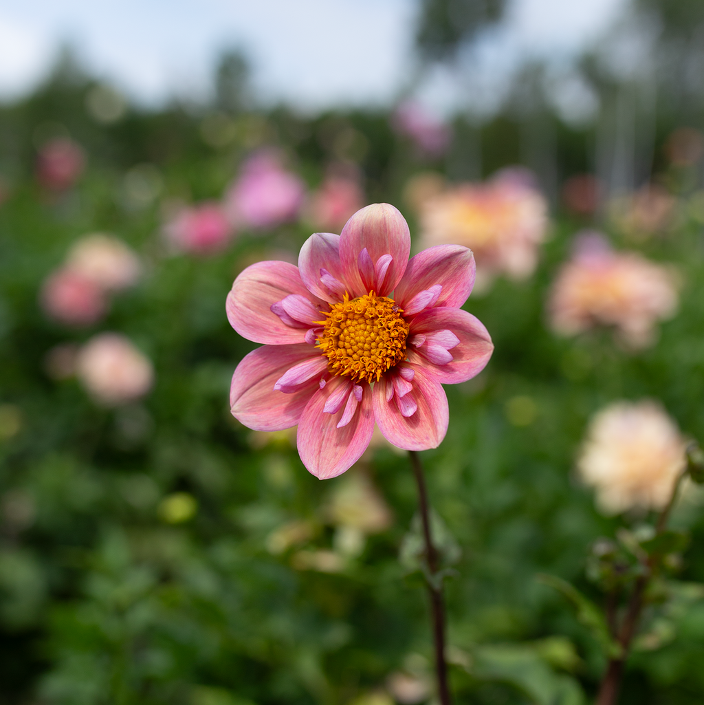 Dahlia 'Strawberry Bon Bon'