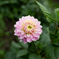 Dahlia 'Sweet Caroline'