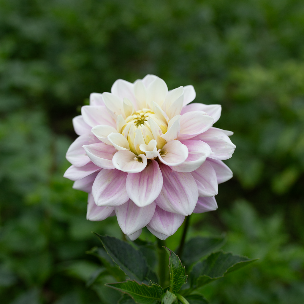 Dahlia 'Sweet Lucille'