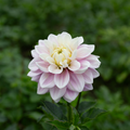 Dahlia 'Sweet Lucille'