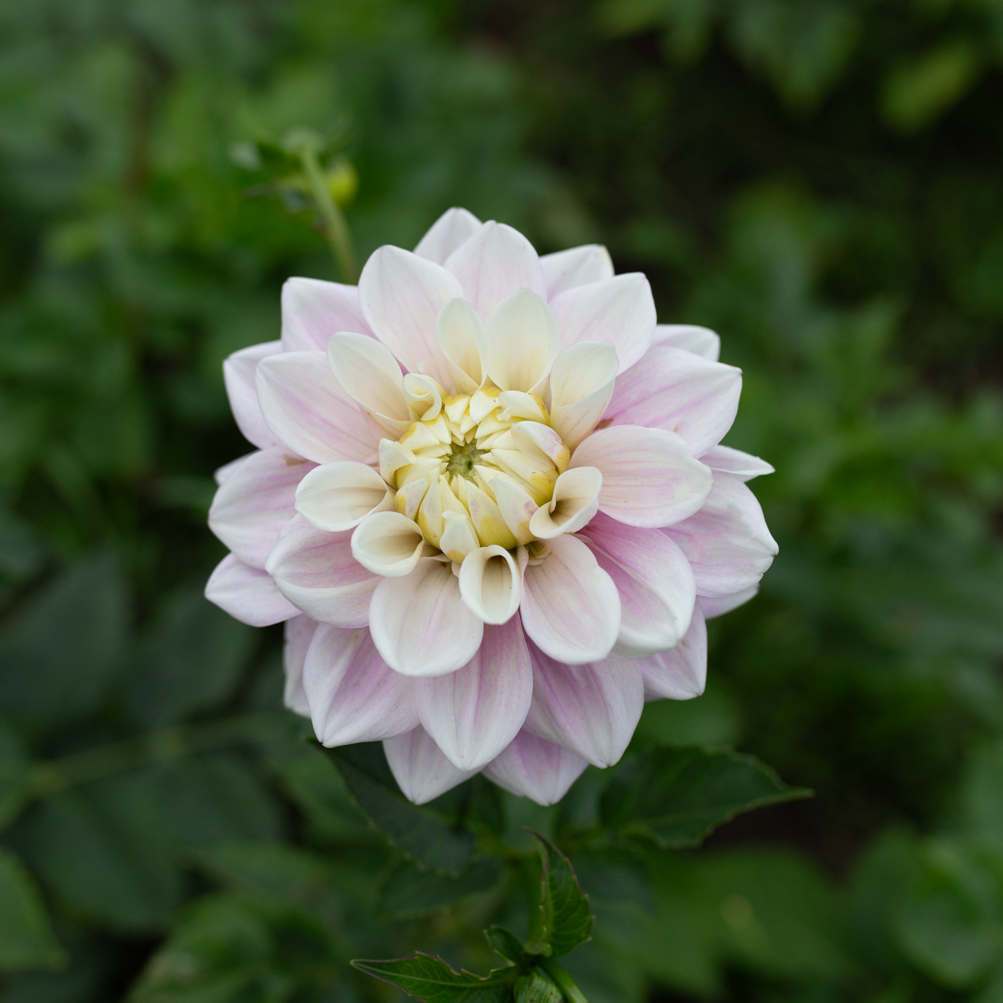 Dahlia 'Sweet Lucille'