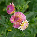 Dahlia 'Tahoma Odyssey'