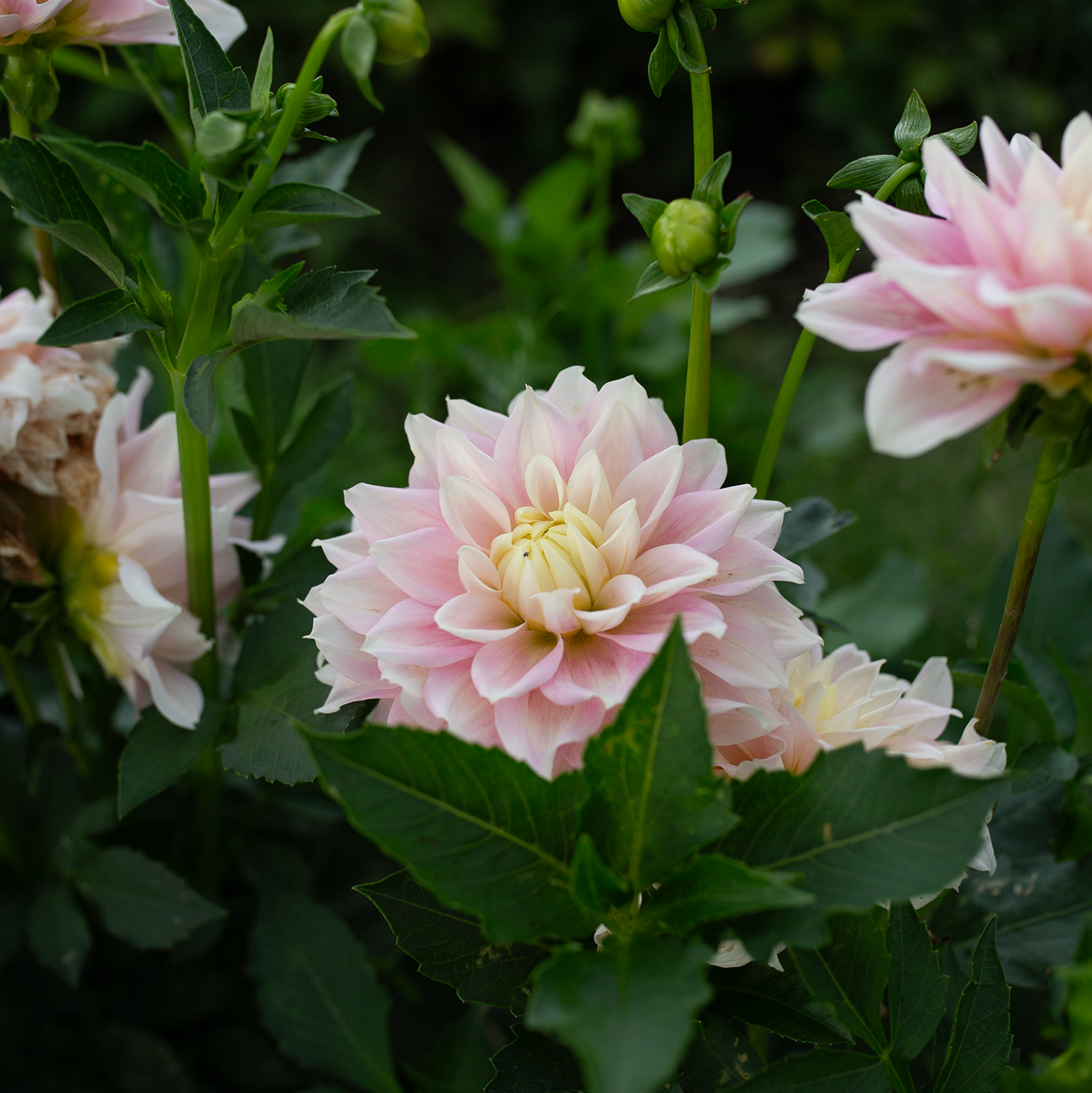 Dahlia 'Truly Scrumptious'