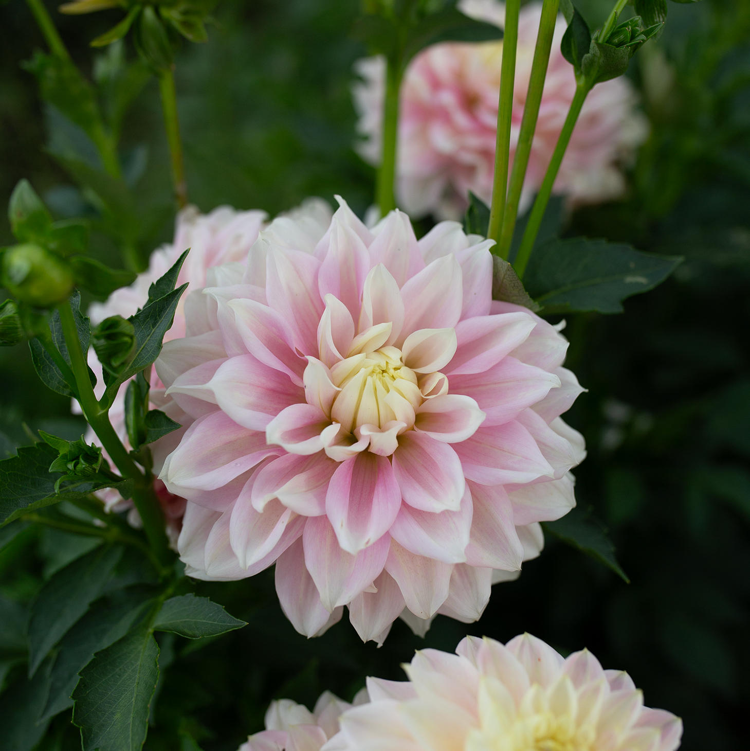 Dahlia 'Truly Scrumptious'