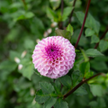 Dahlia 'Van Isle Gem'