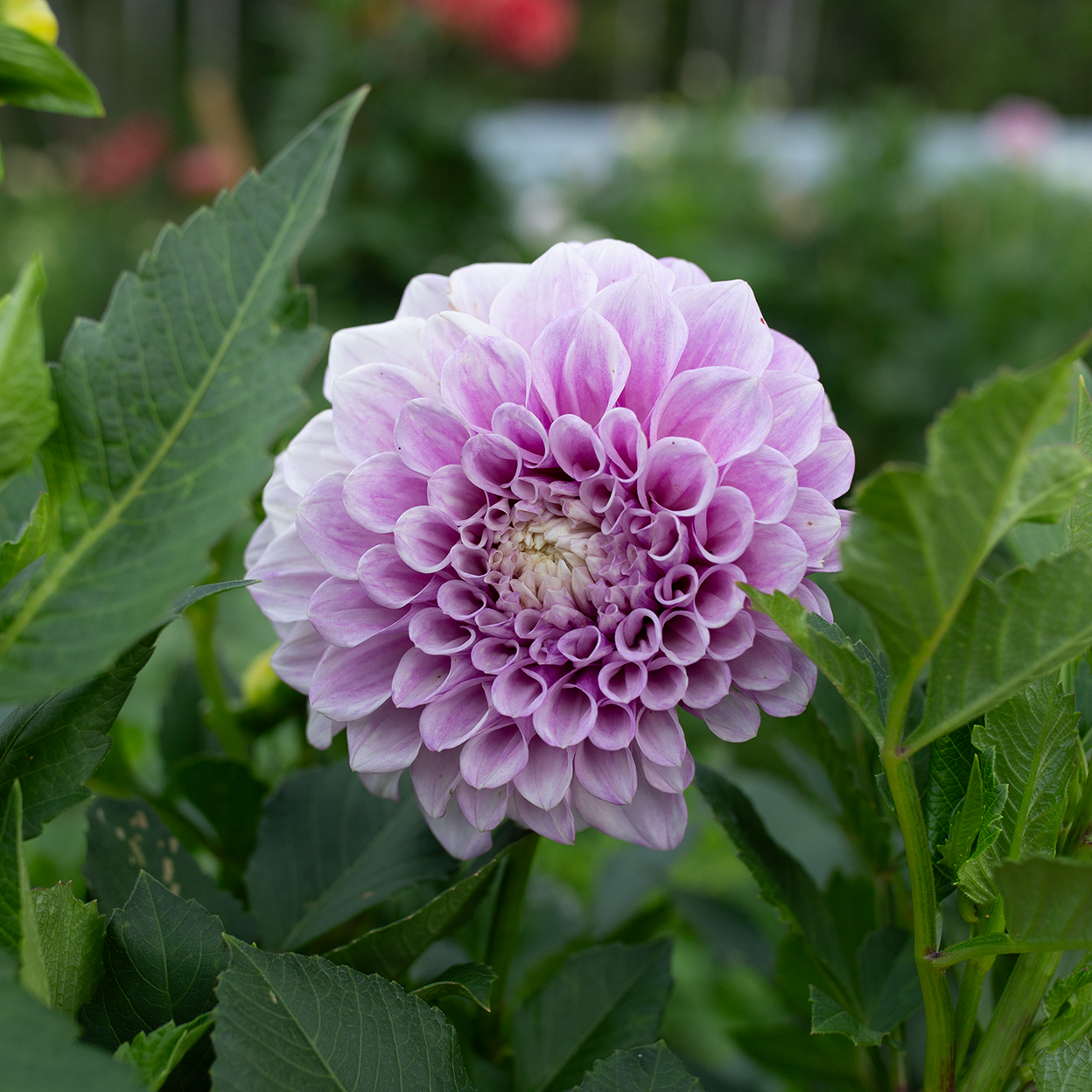 Dahlia 'Winkie Wanderer'