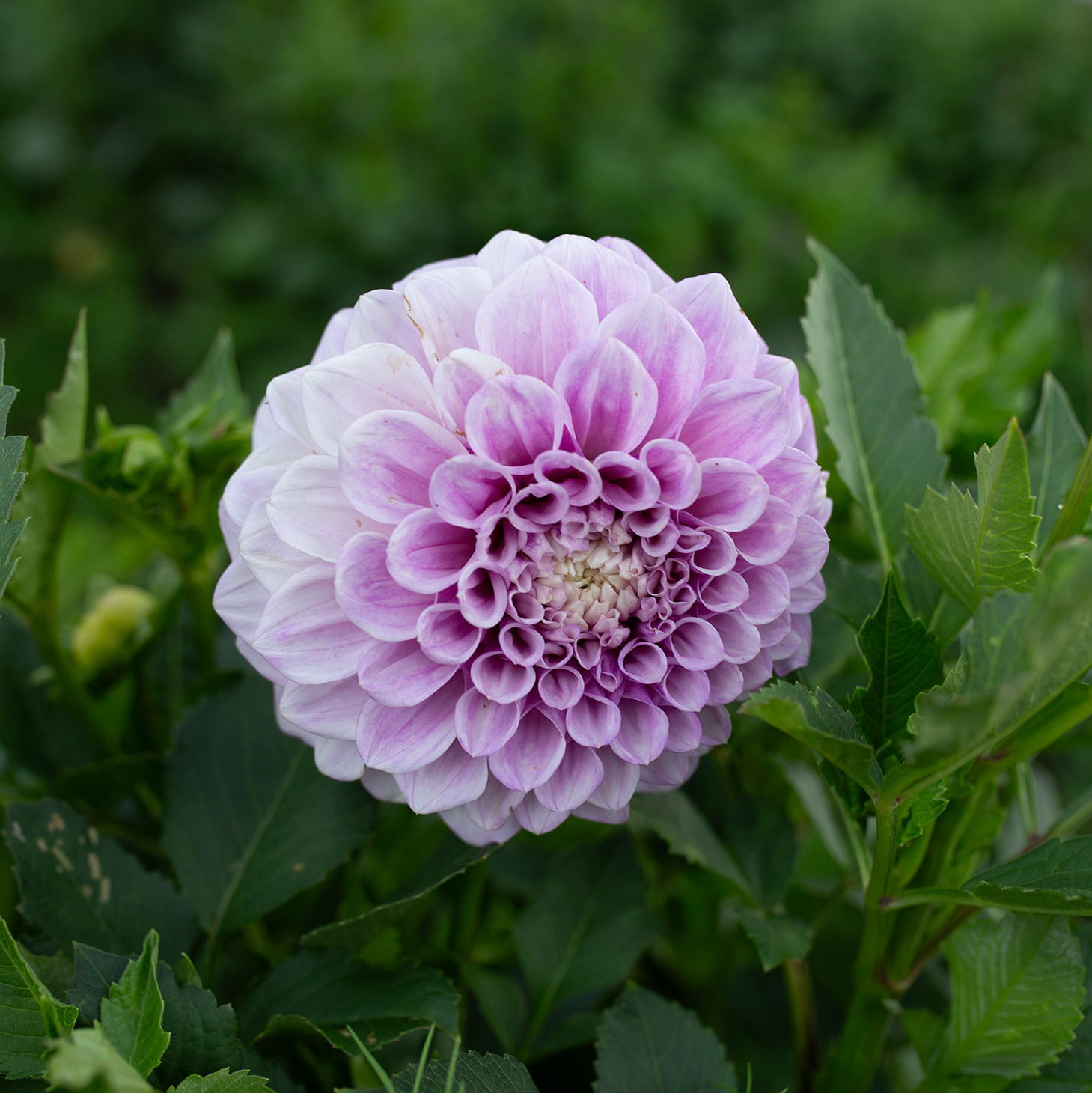 Dahlia 'Winkie Wanderer'