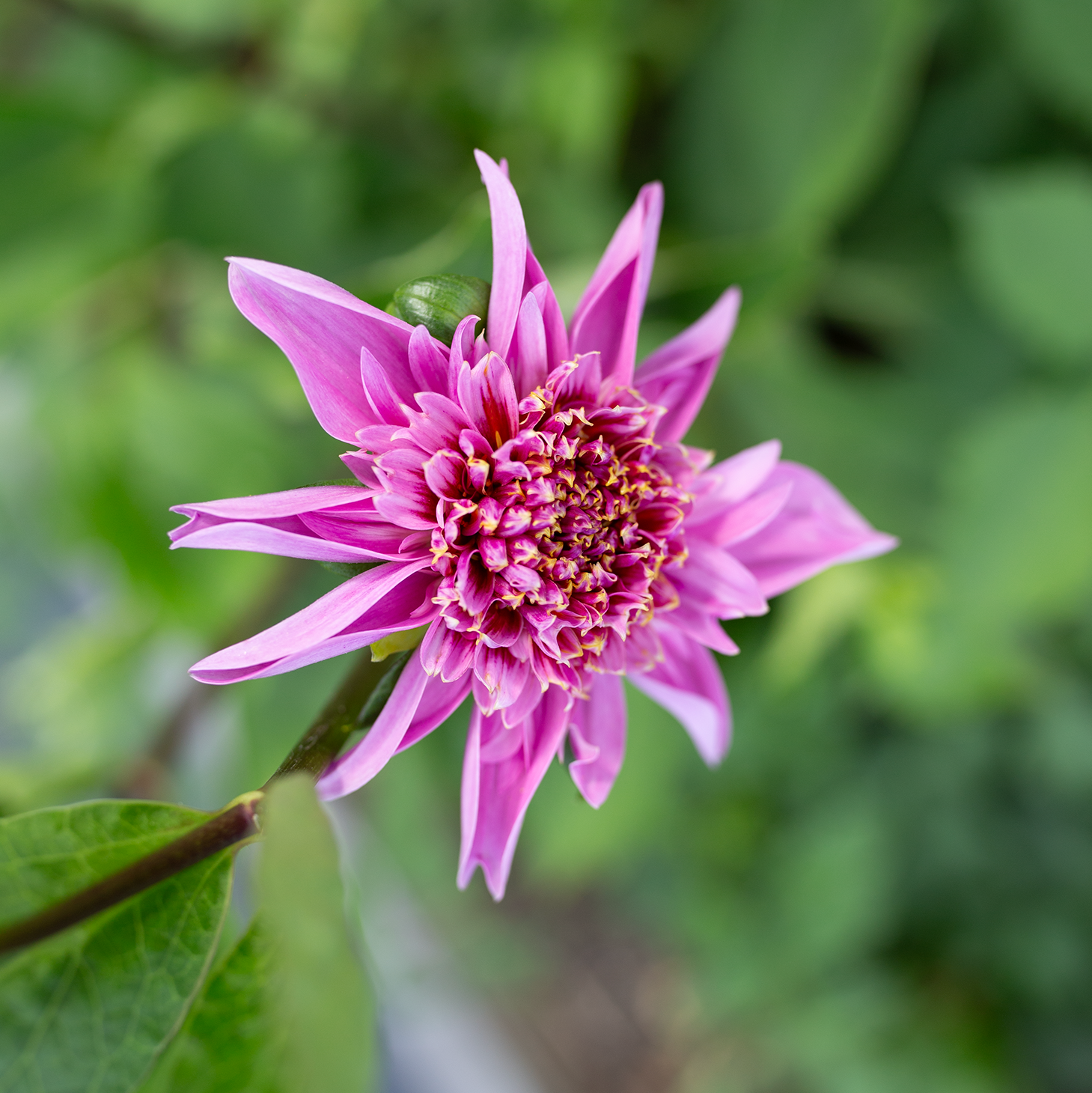 Dahlia 'Petal Spells'