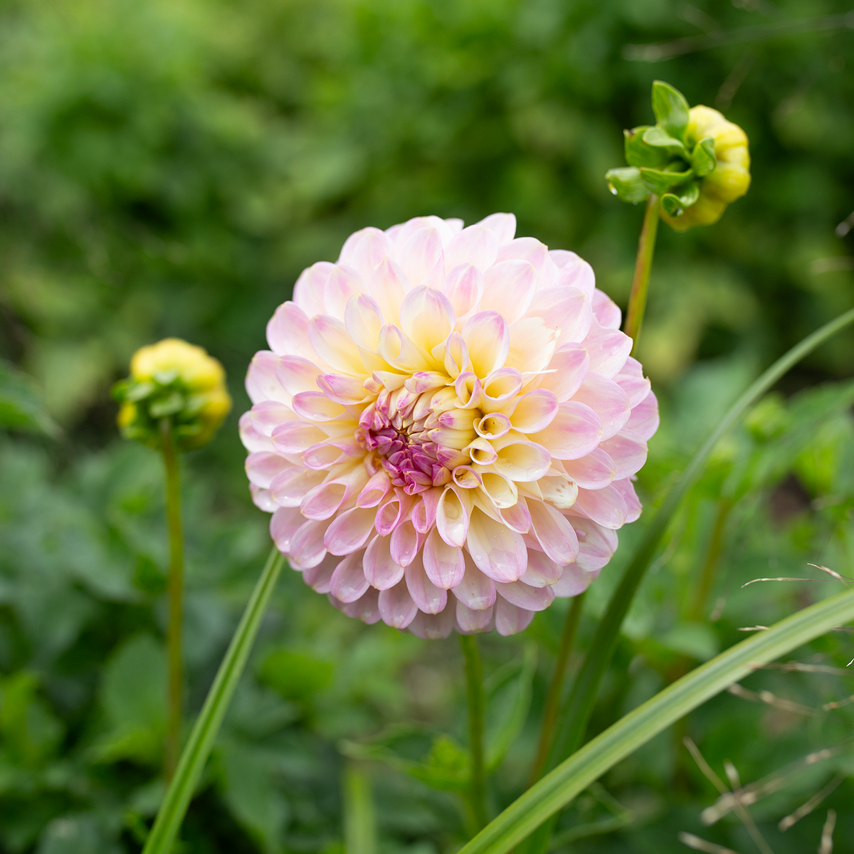 Dahlia 'Arnside Rose'