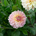 Dahlia 'BQ Alan'