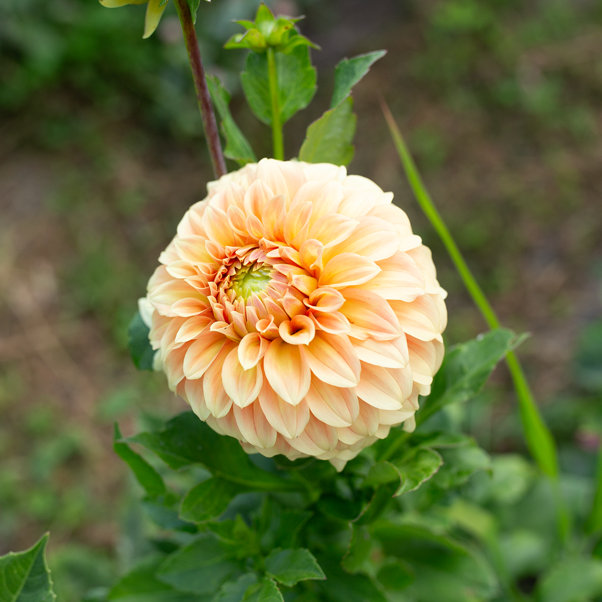 Dahlia 'Bracken Palomino'